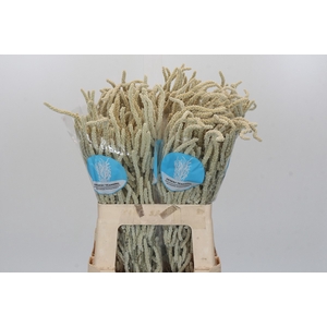 Amaranthus Yearming Desert