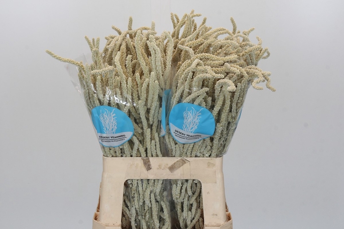 <h4>Amaranthus Yearming Desert</h4>