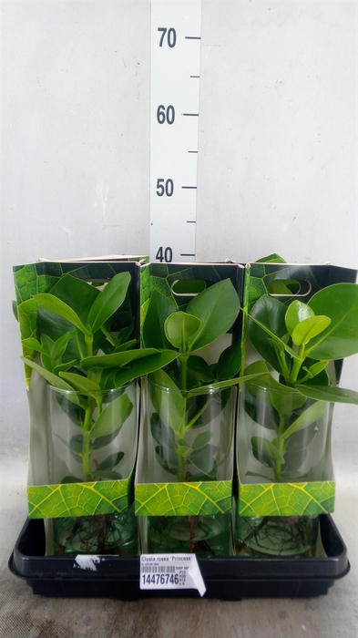 <h4>Clusia rosea 'Princess'</h4>