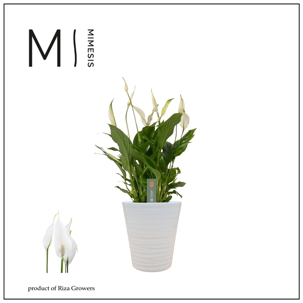 <h4>Spathiphyllum Bellini - 13 cm in Wave keramiek - Basic</h4>