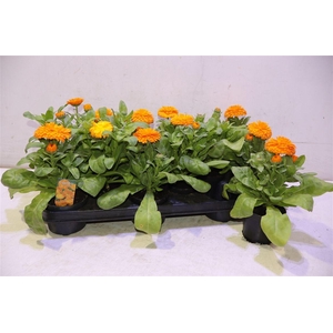 arr8 Calendul Officinalis