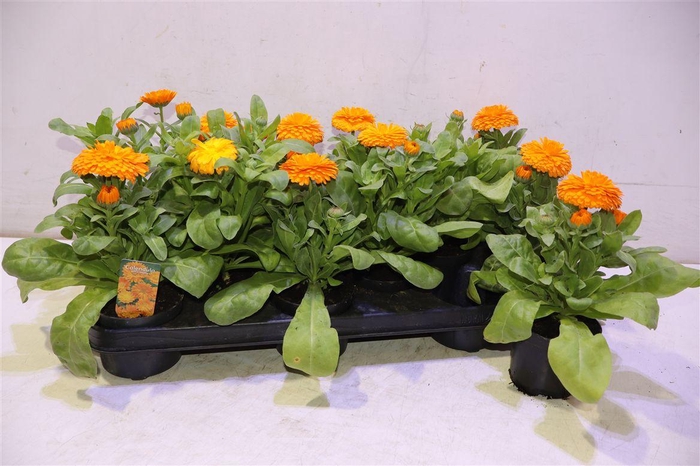 <h4>Calendul Officinalis</h4>
