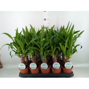 Yucca   ...