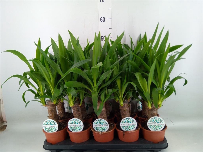 <h4>Yucca   ...</h4>