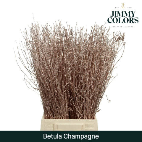 <h4>Betula L60 Mtlc. Champagne</h4>