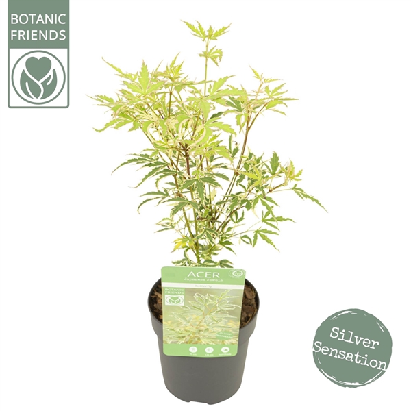 <h4>Acer palm. 'Butterfly'</h4>