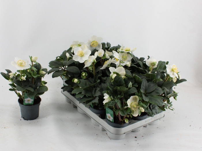 <h4>Helleborus Christmas Carol XL 9CM</h4>