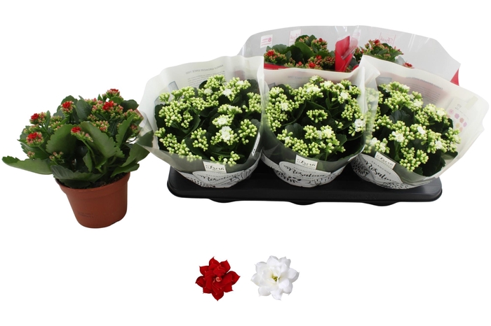 <h4>KAL GE RO GEM 2 KL</h4>