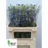 Delphinium Be Volkerfrieden
