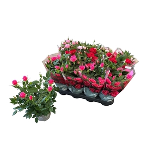 RO KORDANA GEM 4 SRT