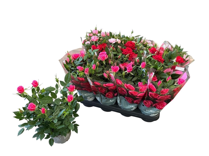 <h4>RO KORDANA GEM 4 SRT</h4>