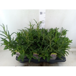 Verbena bonariensis