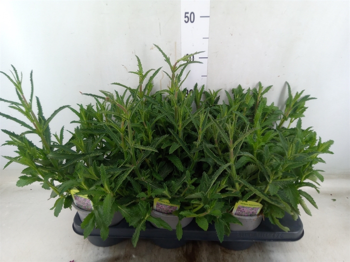 <h4>Verbena bonariensis</h4>