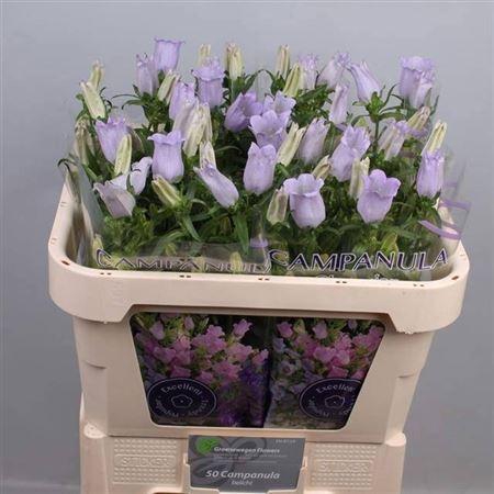 <h4>CAMP M CHAMPION LAVE</h4>