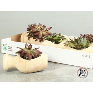 ARR SEMPERVIVUM