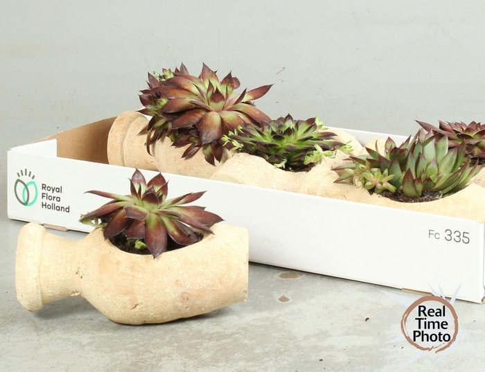 <h4>ARR SEMPERVIVUM</h4>