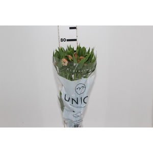 ALSTROEMERIA CANYON 080 CM