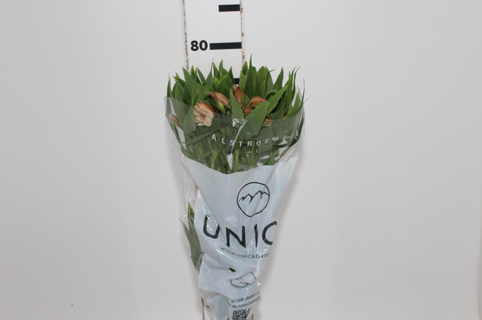 ALSTROEMERIA CANYON 080 CM