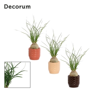 Beaucarnea bol 6 cm in Sanne (Nature Love-collection)