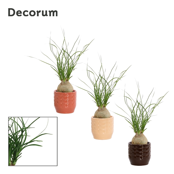 <h4>Beaucarnea bol 6 cm in Sanne (Nature Love-collection)</h4>