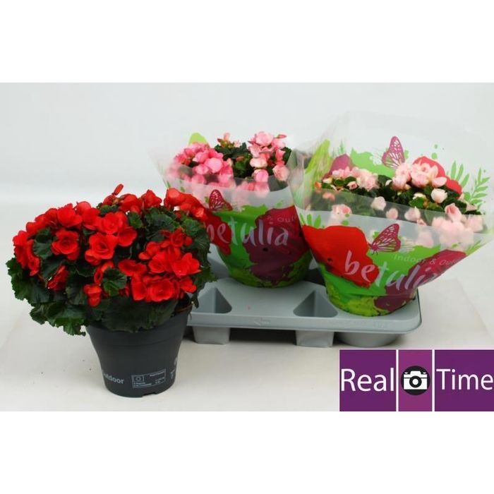 <h4>BEG EN BETULIA GEM</h4>