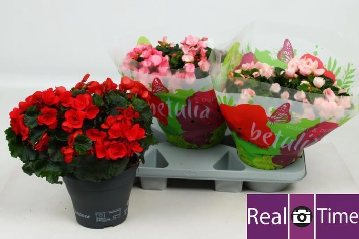 <h4>BEG EN BETULIA GEM</h4>