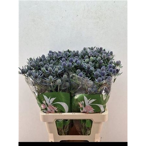 Eryn Pl Blue Glitt