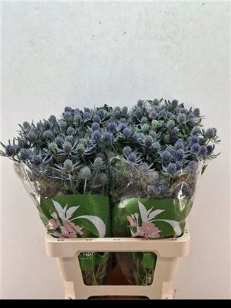 <h4>Eryn Pl Blue Glitt</h4>