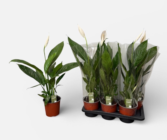 arr8 Spath Bingo Cupido