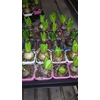 Hyacinthus ori. gemengd 5 kleuren