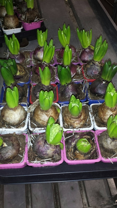 Hyacinthus ori. gemengd 5 kleuren