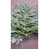 Abies Nobilis Bl. 5kg