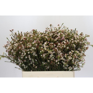 Chamelaucium Blondie