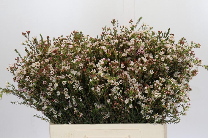 <h4>Chamelaucium Blondie</h4>