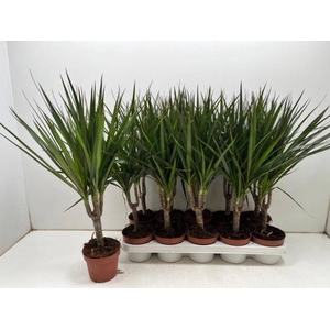 DRA MARGINATA