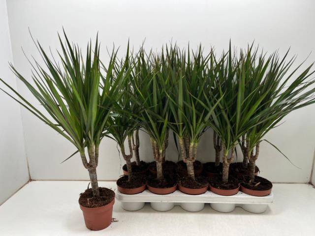 <h4>DRA MARGINATA</h4>