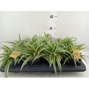 Chlorophytum com. 'Ocean'