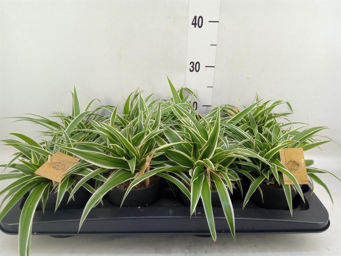 <h4>Chlorophytum com. 'Ocean'</h4>