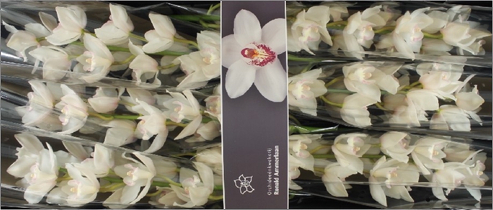 <h4>Cymbidium Snowcastle Doos</h4>