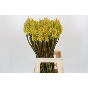Kniphofia Sunningdale Yellow