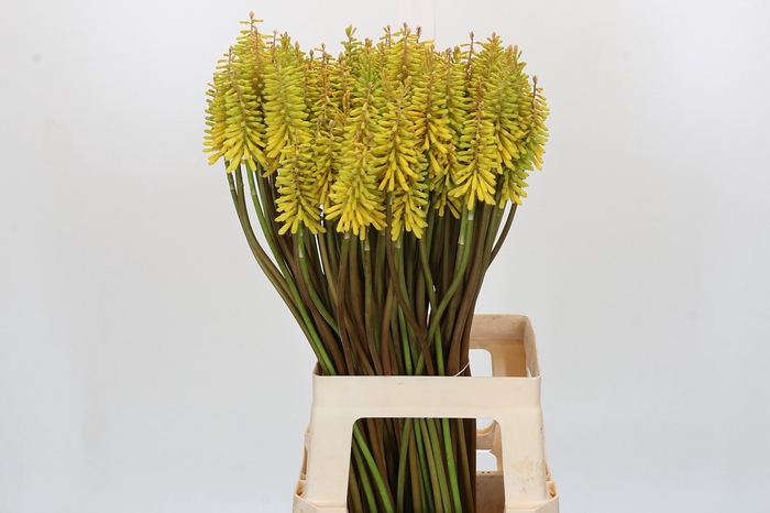 <h4>Kniphofia Sunningdale Yellow</h4>