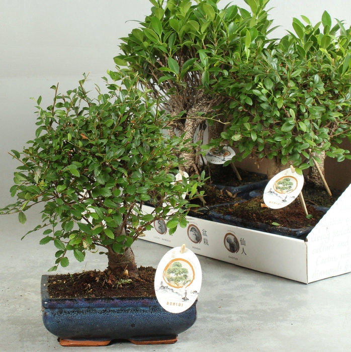 <h4>BONSAI GEM</h4>