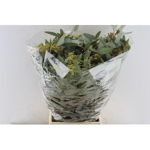 Euca Populus Berry Cones 300 Gram