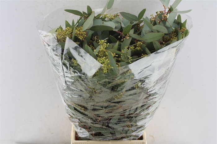 <h4>Euca Populus Berry Cones 300 Gram</h4>