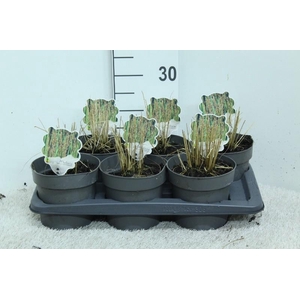 Molinia Caerulea Edith Dudszus