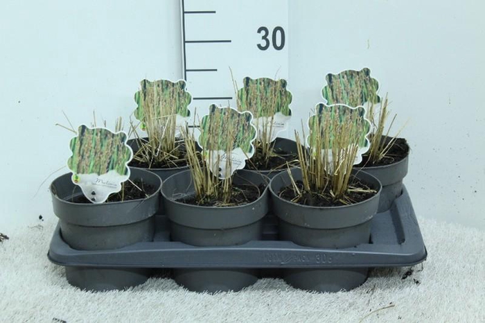 Molinia Caerulea Edith Dudszus