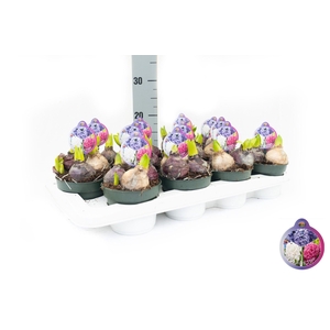 Hyacint Trio Blauw-Wit-Roze