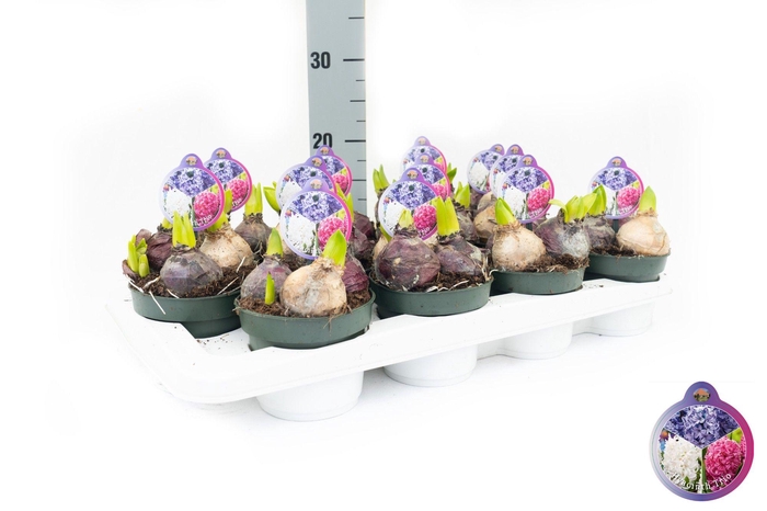 <h4>Hyacint Trio Blauw-Wit-Roze</h4>
