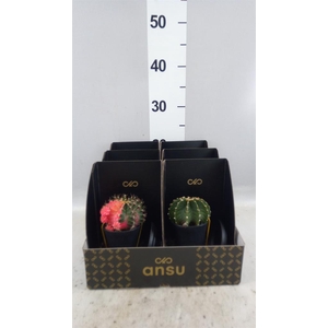 Cactus   ...
