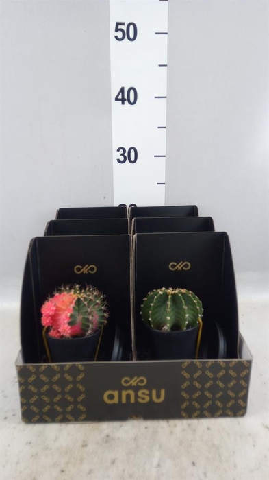Cactus   ...